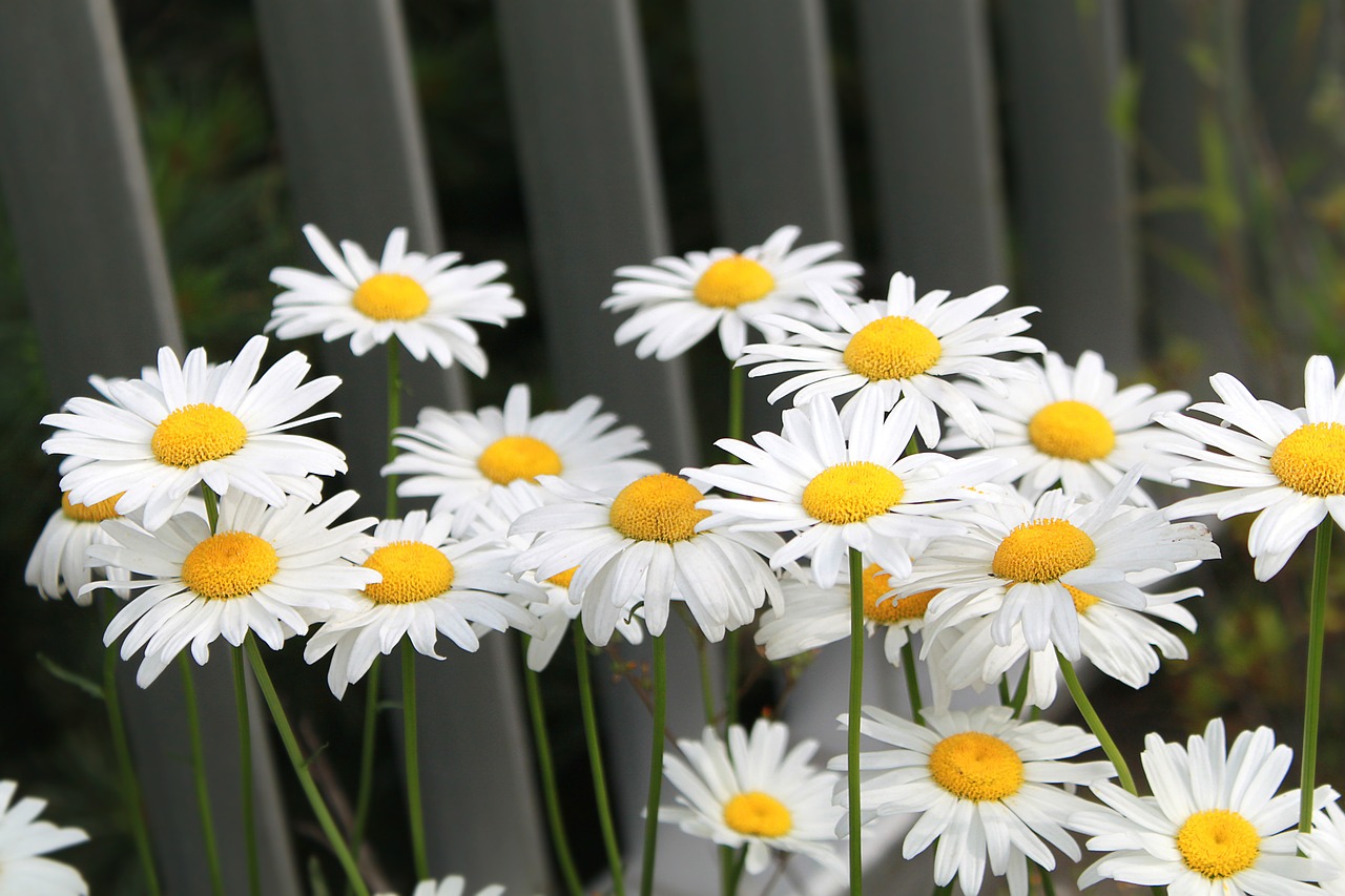 daisy flower bloom free photo