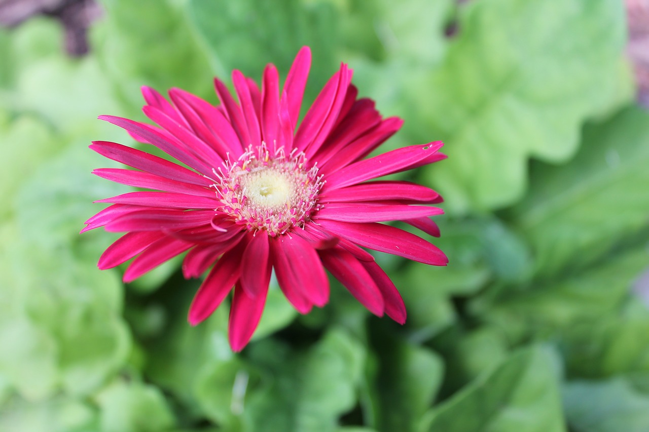 daisy flower nature free photo