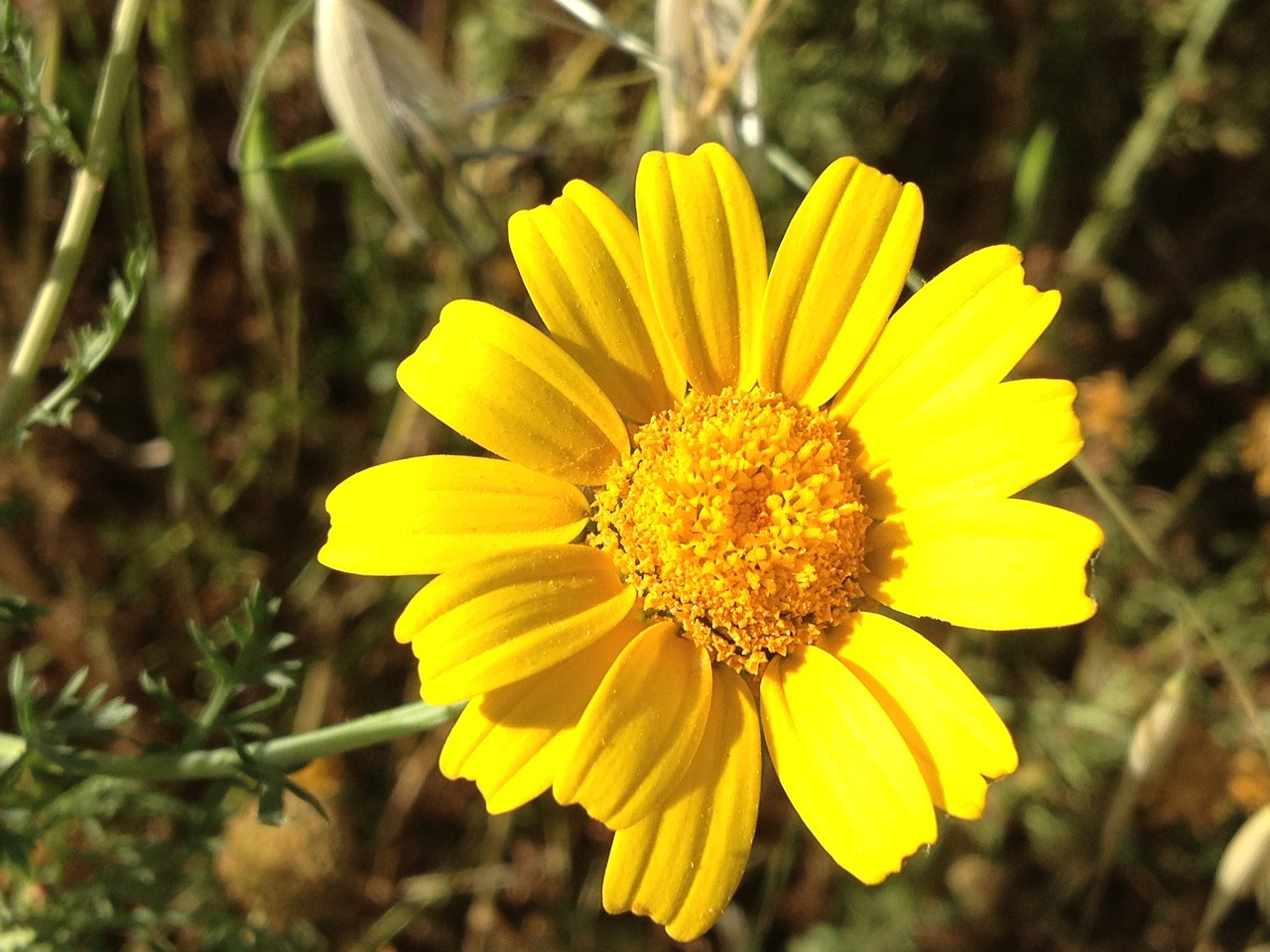 daisy flower floral free photo