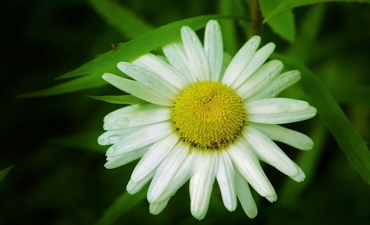 daisy flower nature free photo