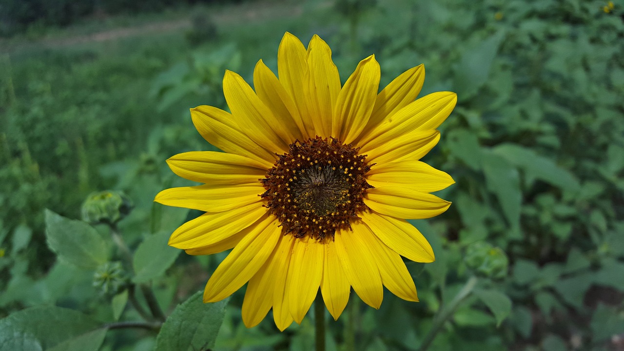 daisy flower yellow free photo