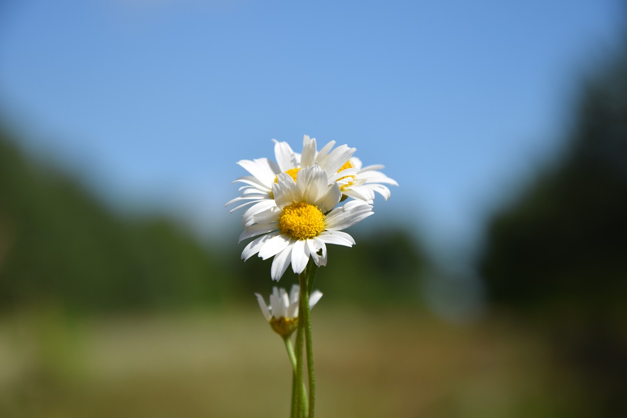 daisy flower meadow free photo