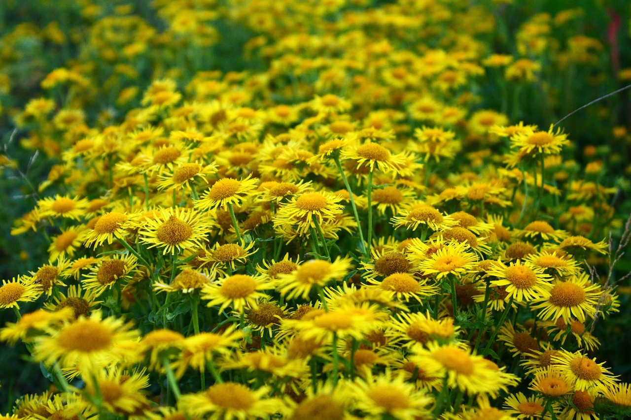 daisy meadow yellow free photo
