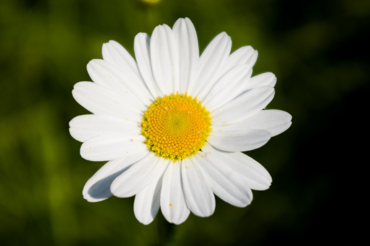 daisy flower white free photo