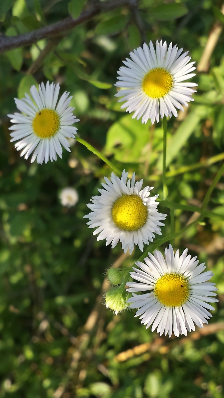 daisy spring nature free photo