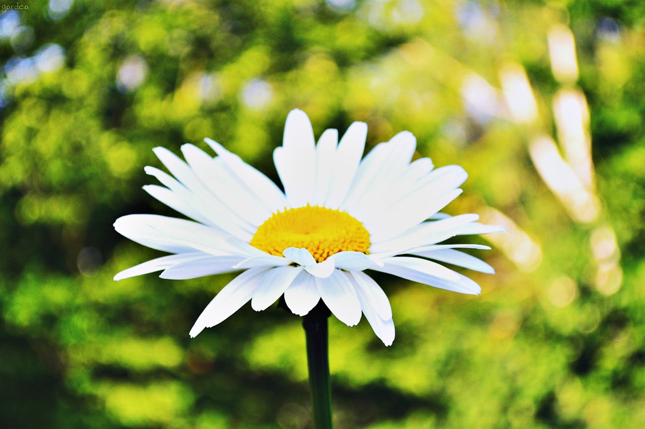 daisy flower summer free photo