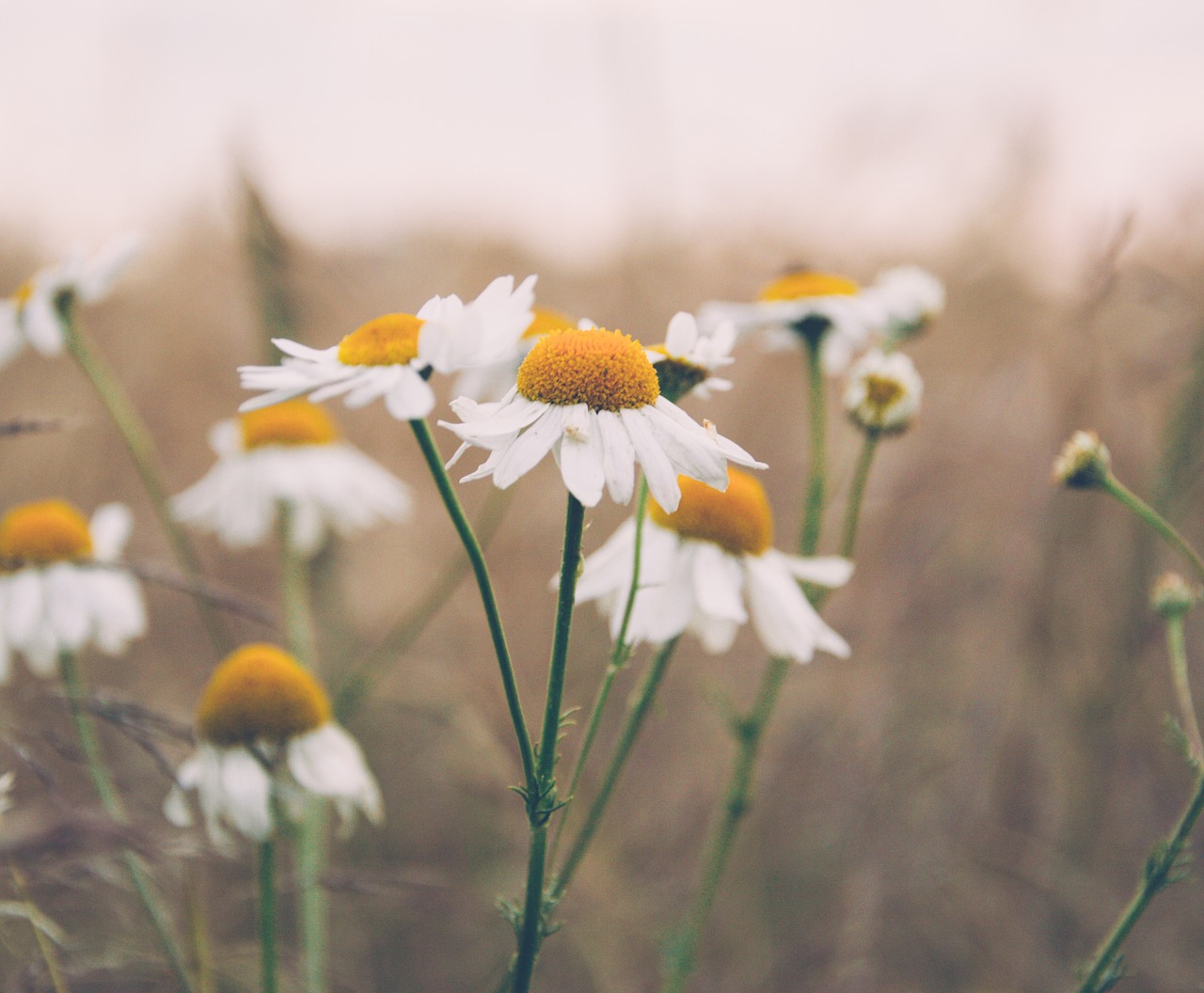 daisy daisies flowers free photo