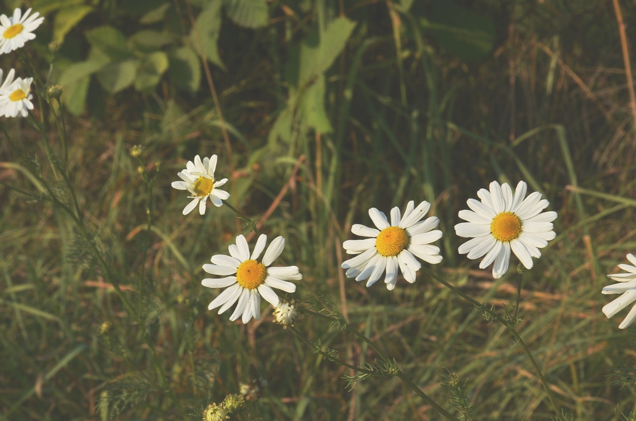 daisy flower spring free photo