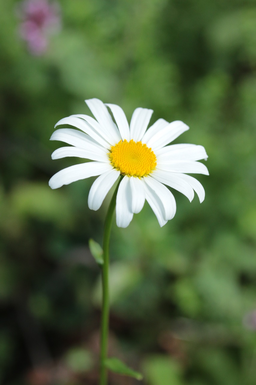 daisy flower nature free photo