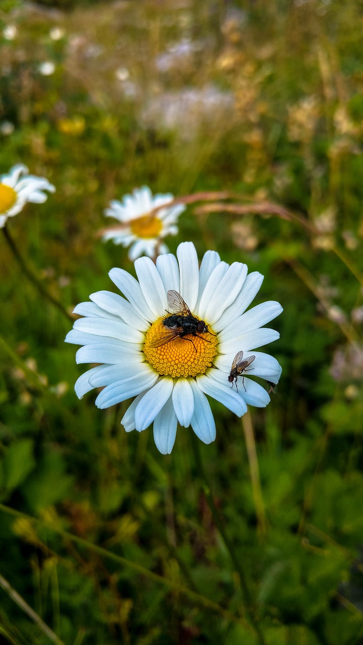 daisy fly flower free photo