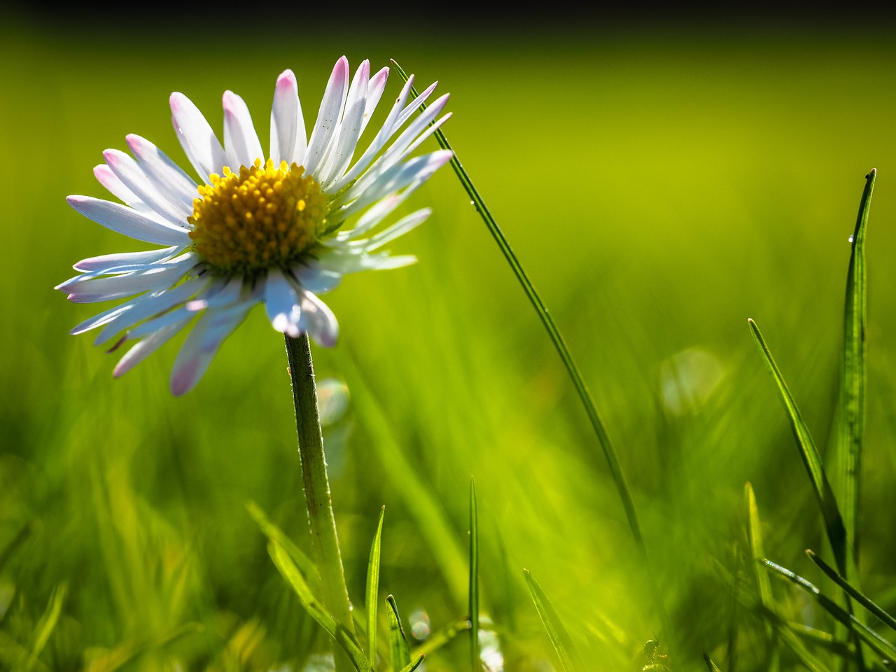 daisy green grass free photo