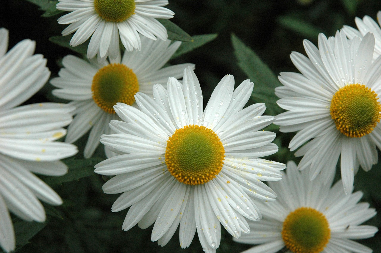 daisy daisies flower free photo