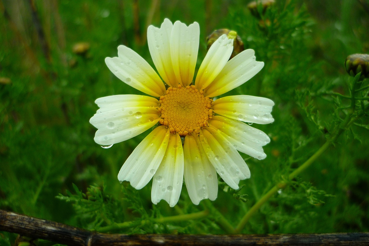 daisy field rain free photo