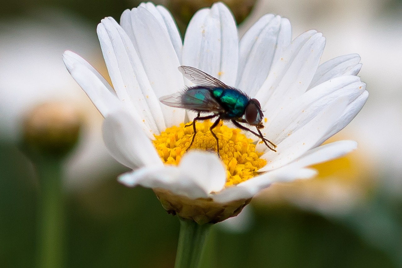 daisy fly flower free photo