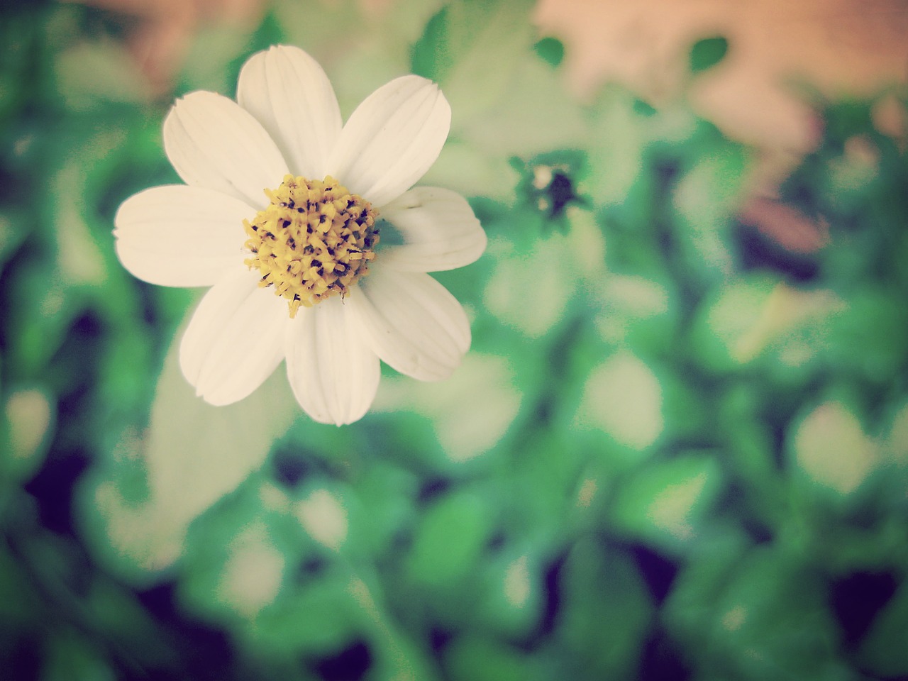 daisy roadside flower free photo