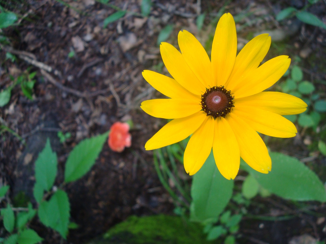 daisy flower contrast free photo