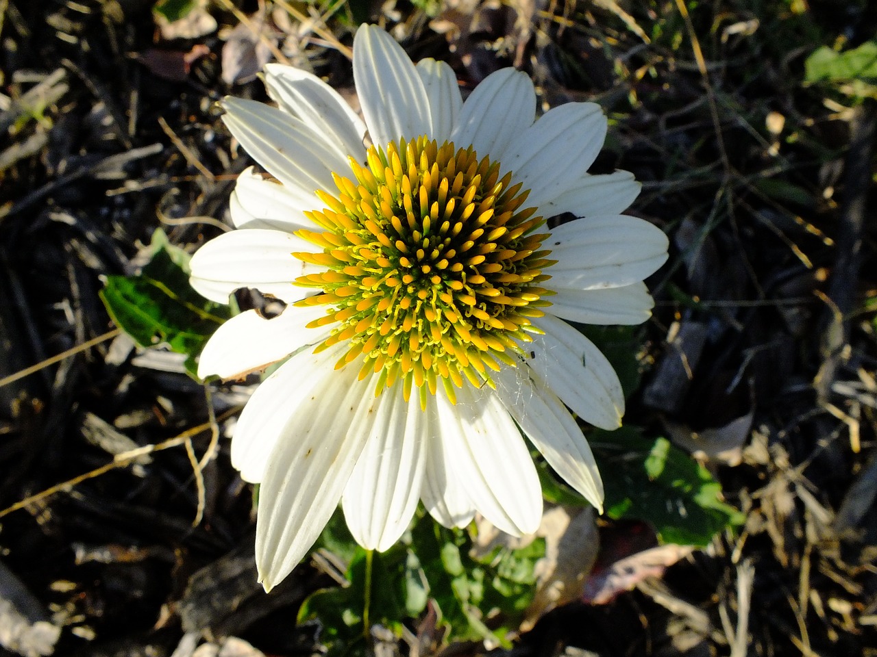 daisy flower blossom free photo