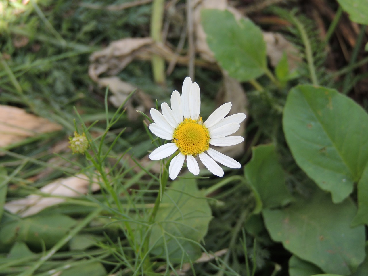 daisy flower chamomile free photo