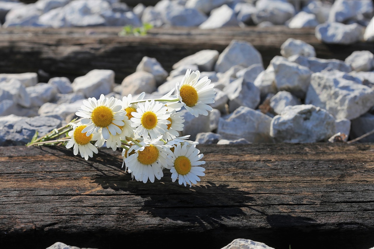 daisy bouquet on railway  stop youth suicide  loving memory free photo