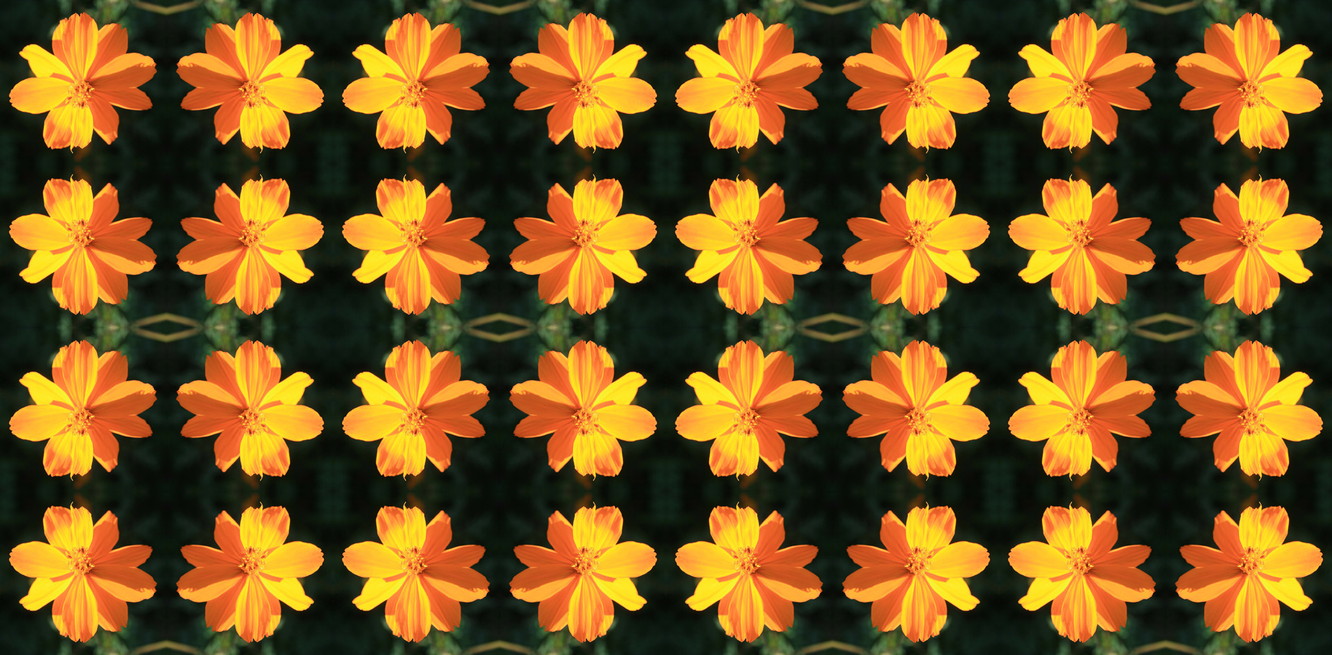 flowers yellow rows free photo