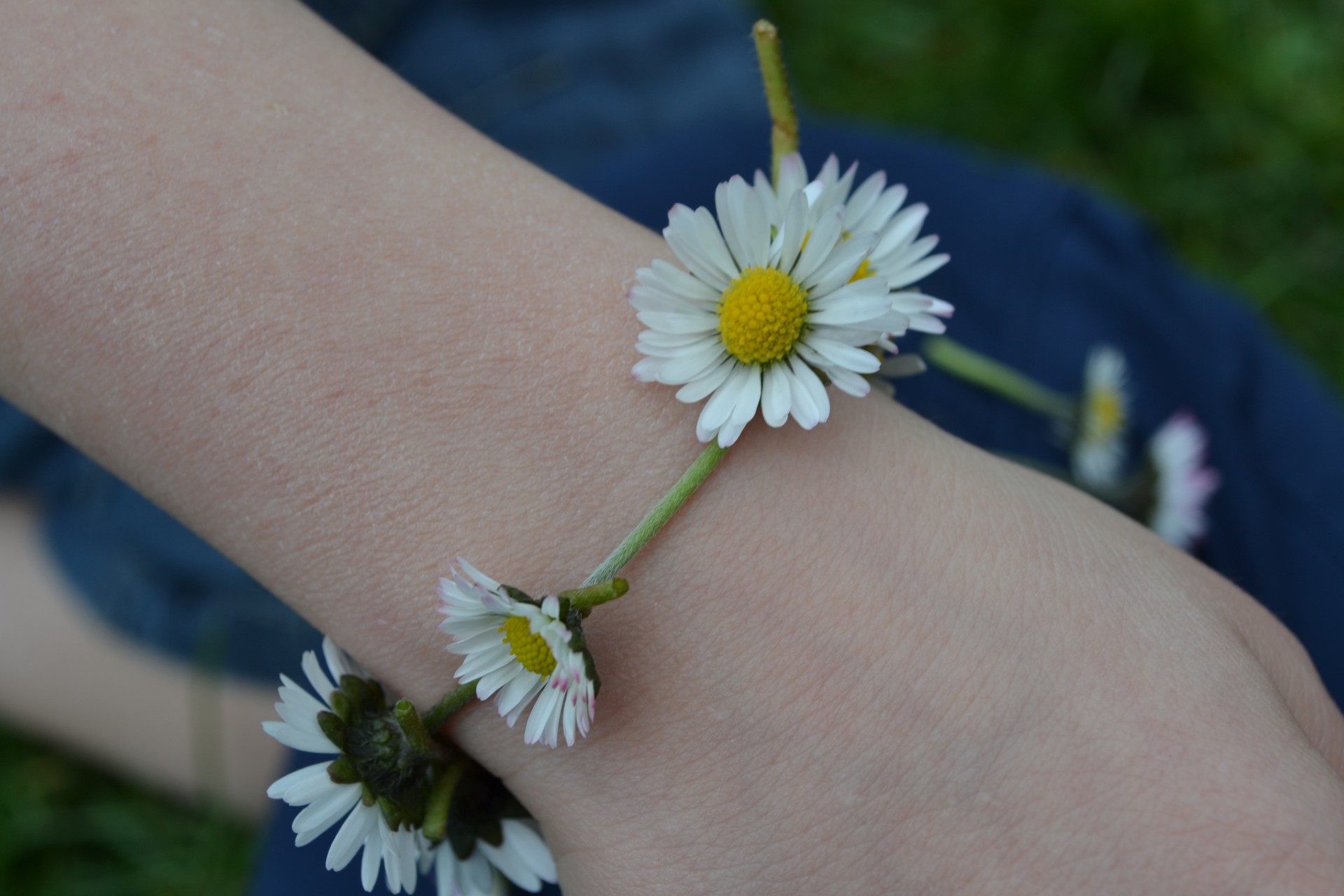 daisies chain hand free photo