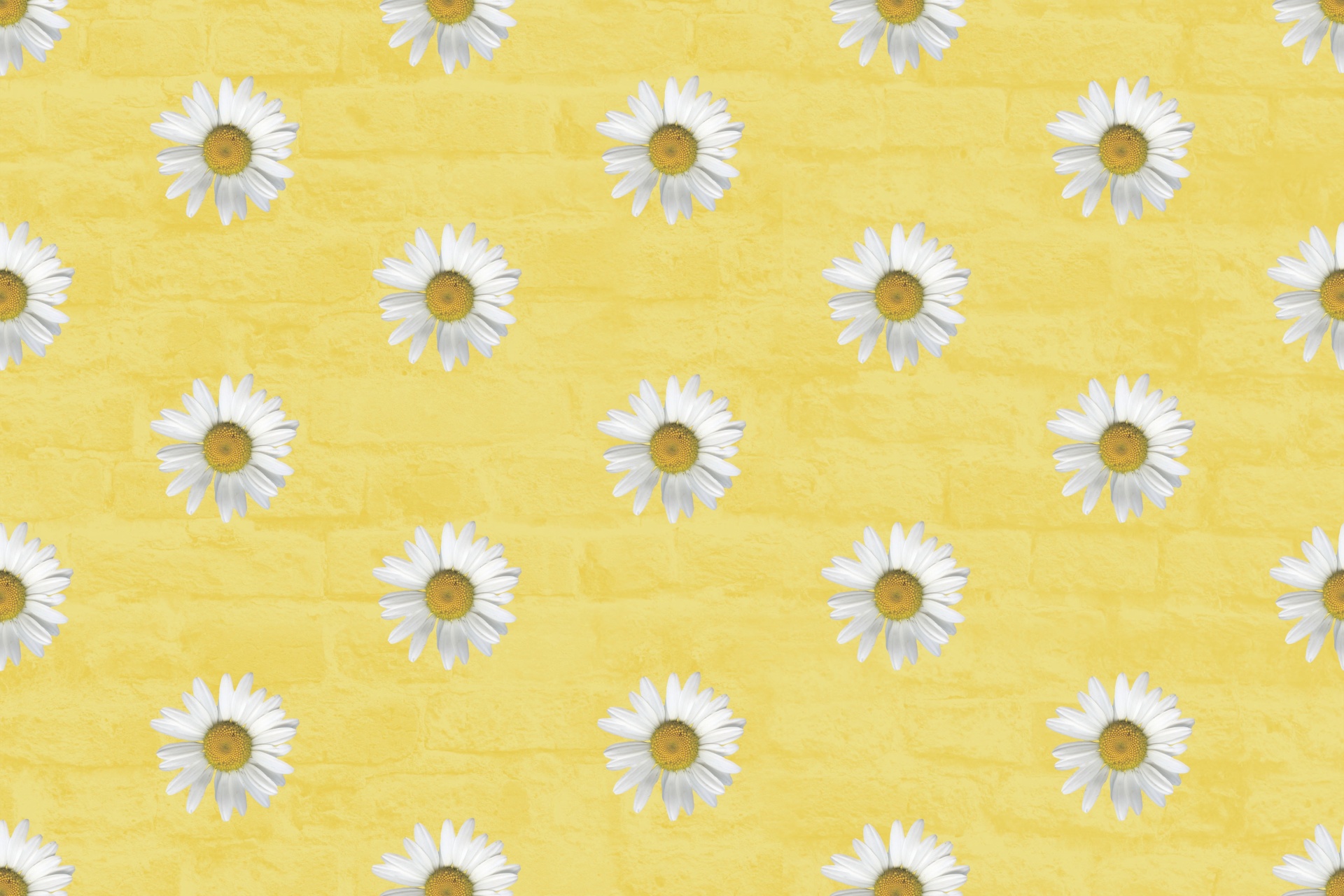Download free photo of Background,image,yellow,daisies,daisy - from  