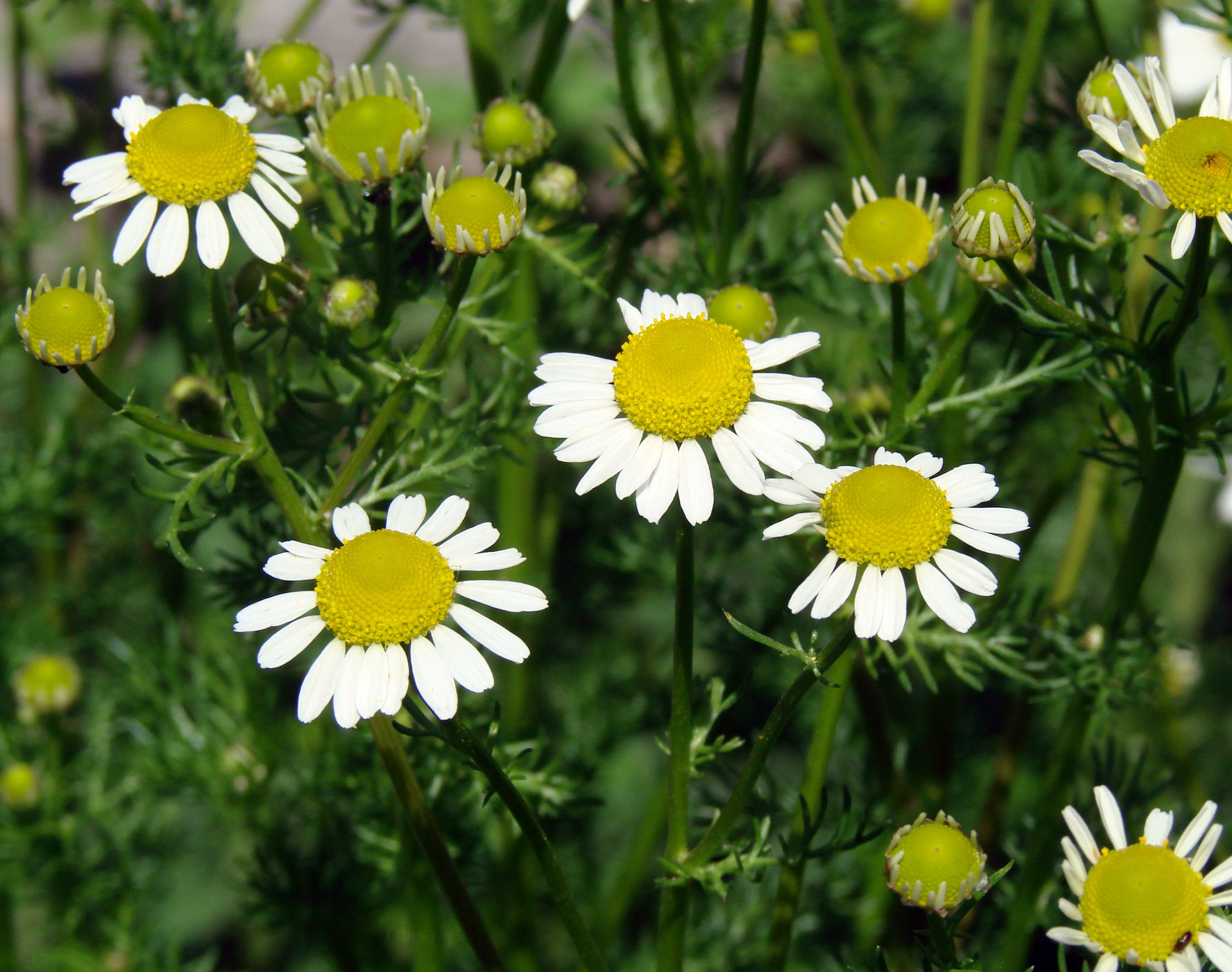 daises forming new growth free photo