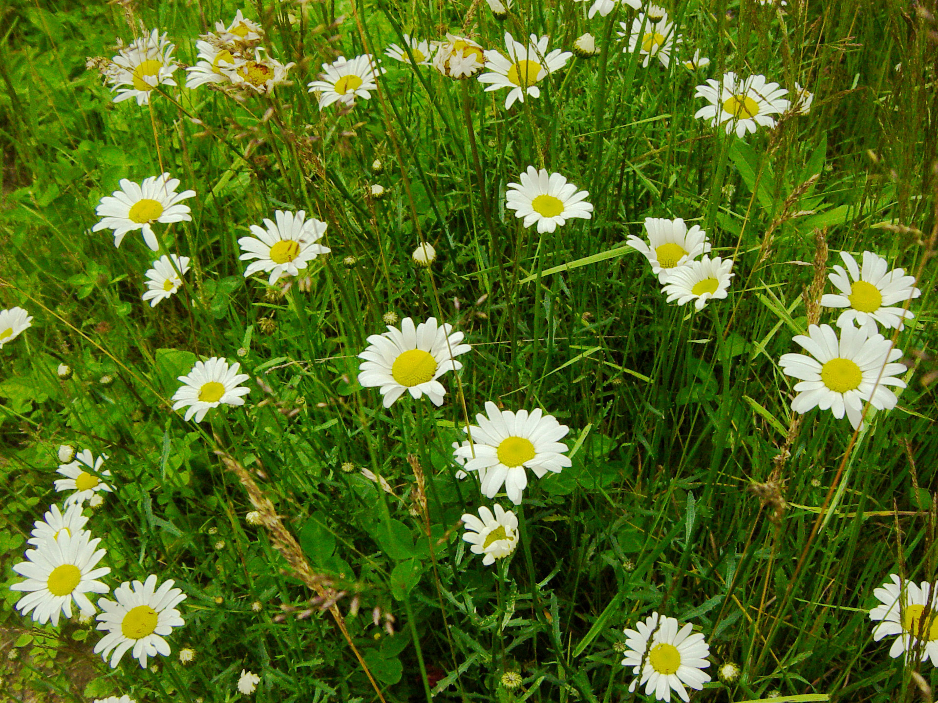 daisy field green free photo