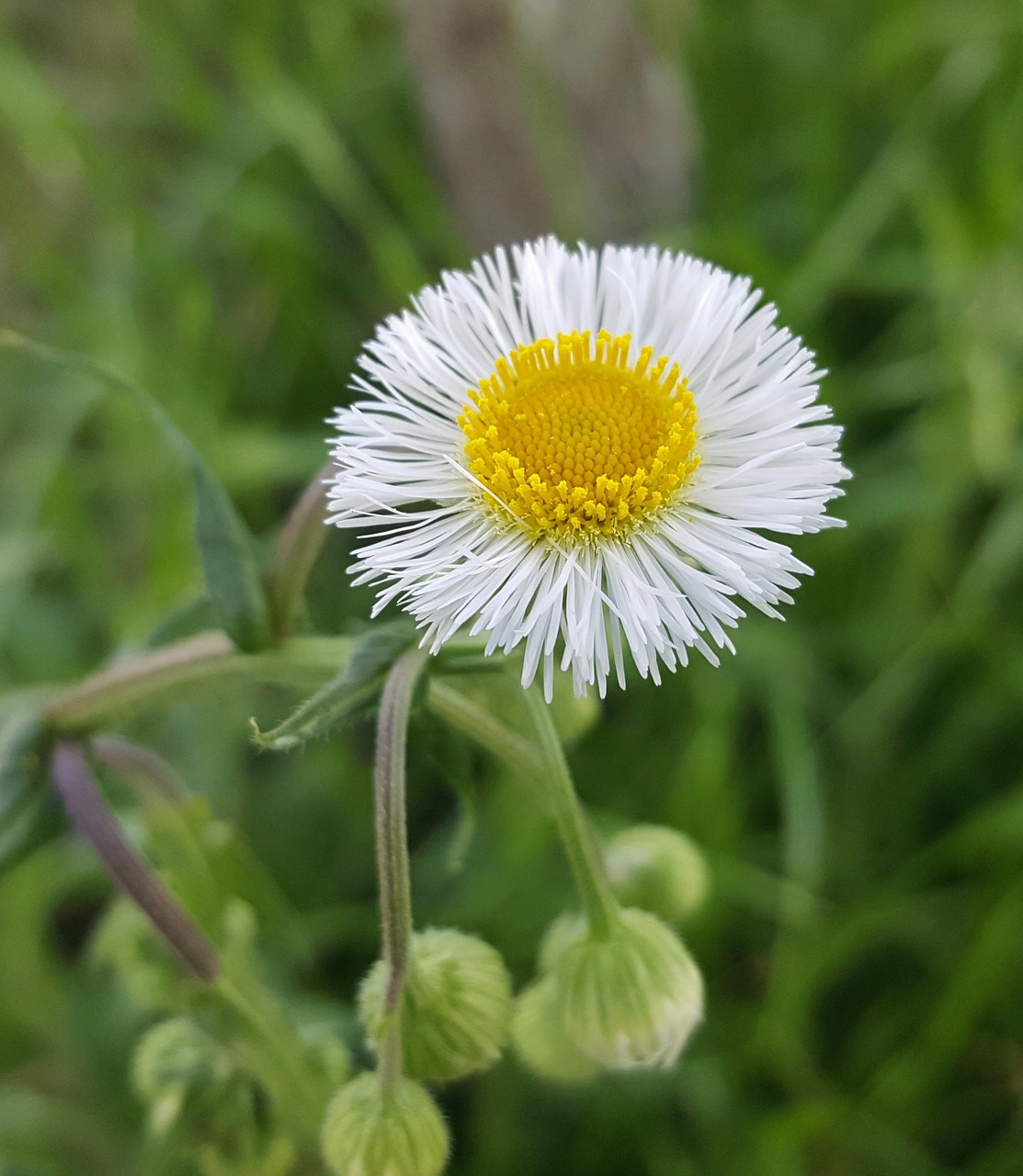 Daisy fleabane,fleabane,flower,wildflower,flora - free image from ...