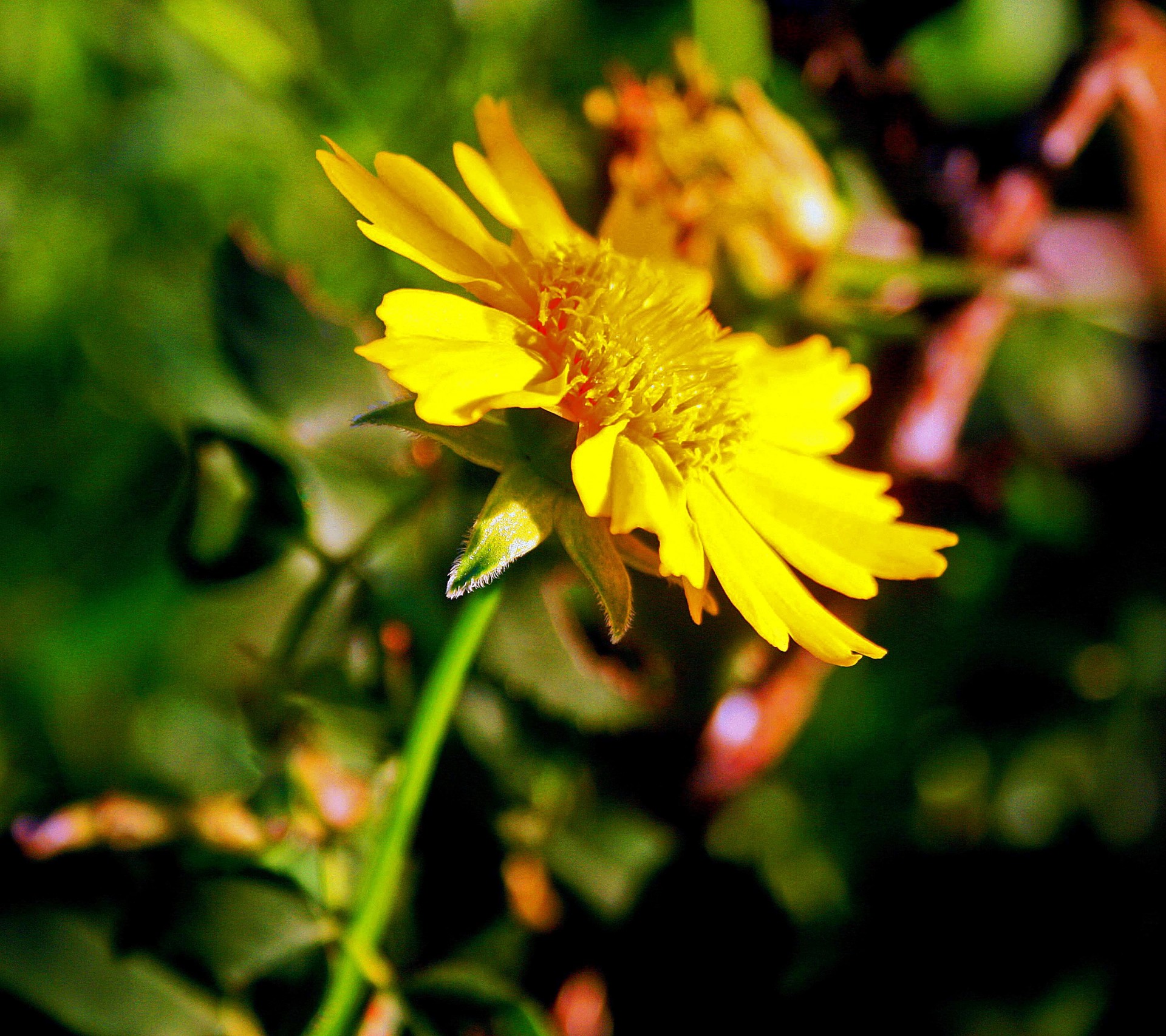 flower yellow daisy free photo