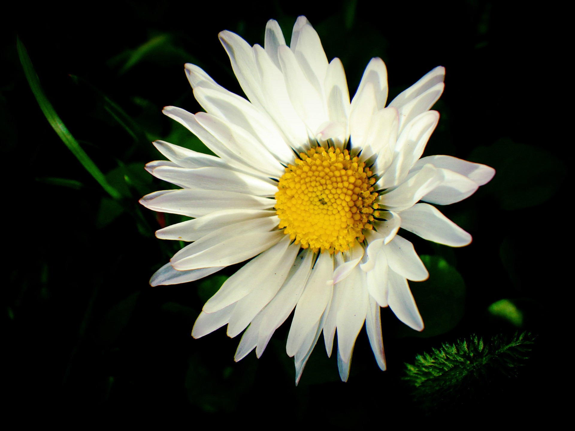 daisy flower nature free photo