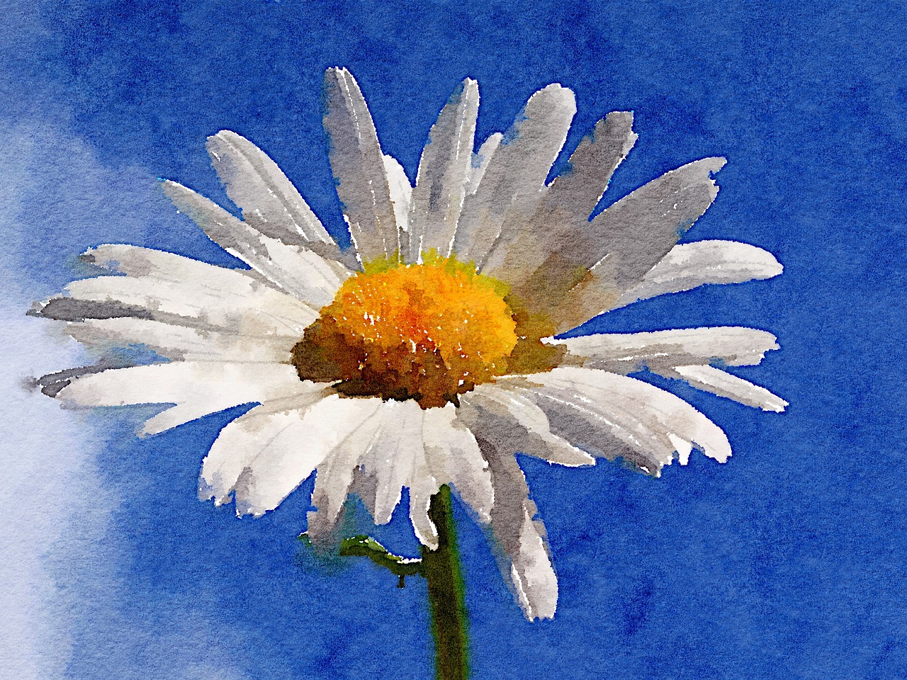 daisy flower watercolour art free photo