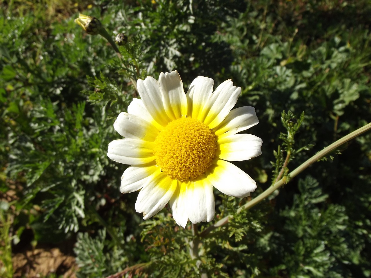daisy flower margaret wild bellis sylvestris free photo