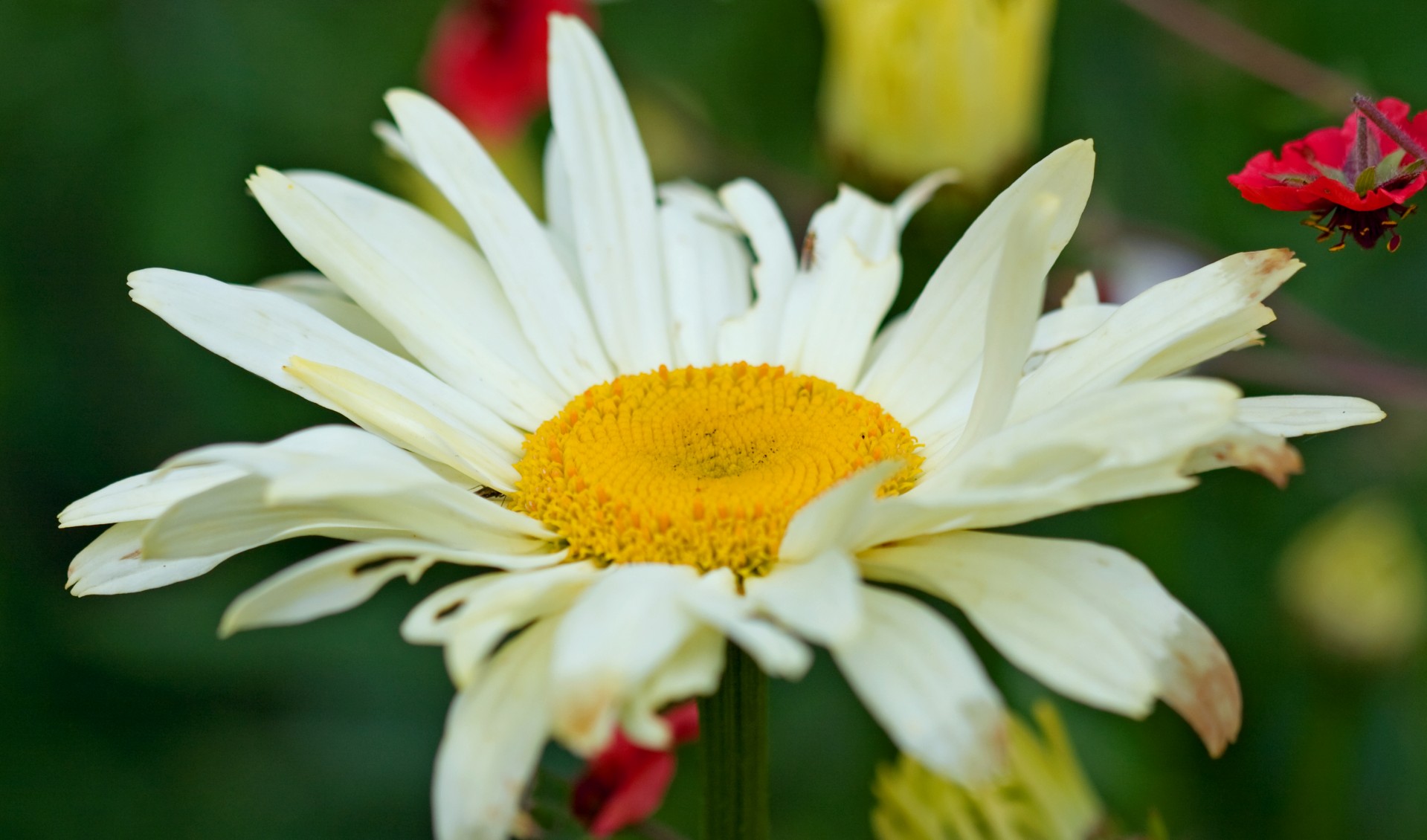daisy flower close-up free photo
