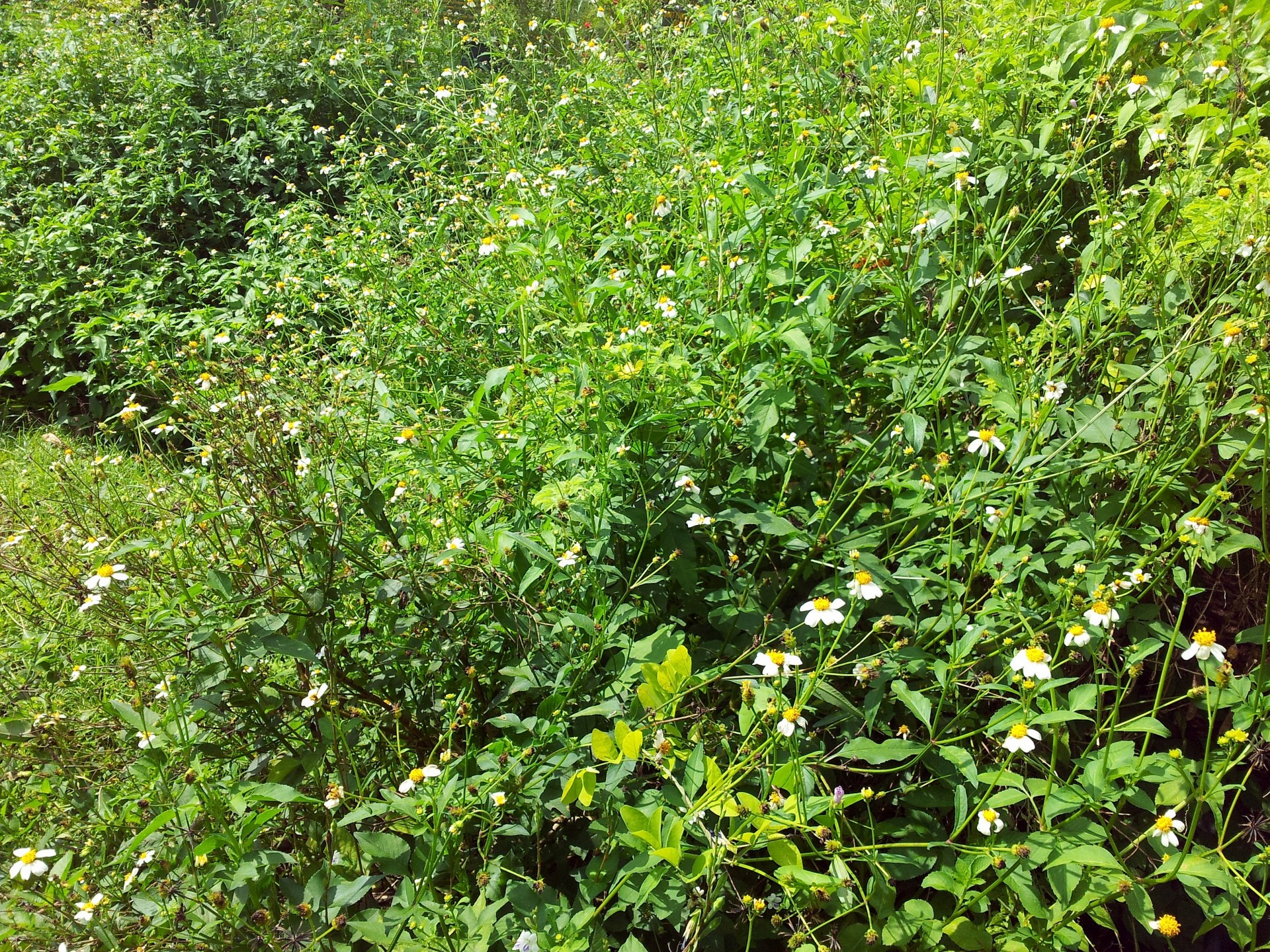 daisy flower field free photo