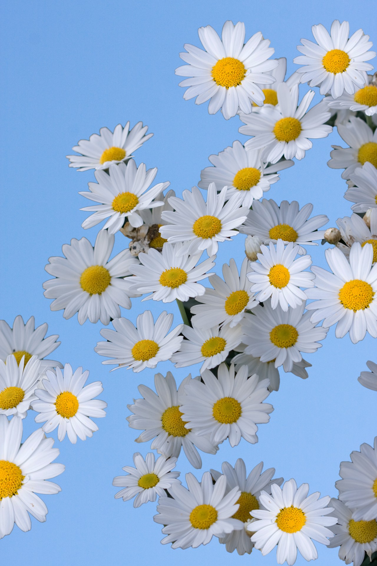 daisies flowers daisy free photo