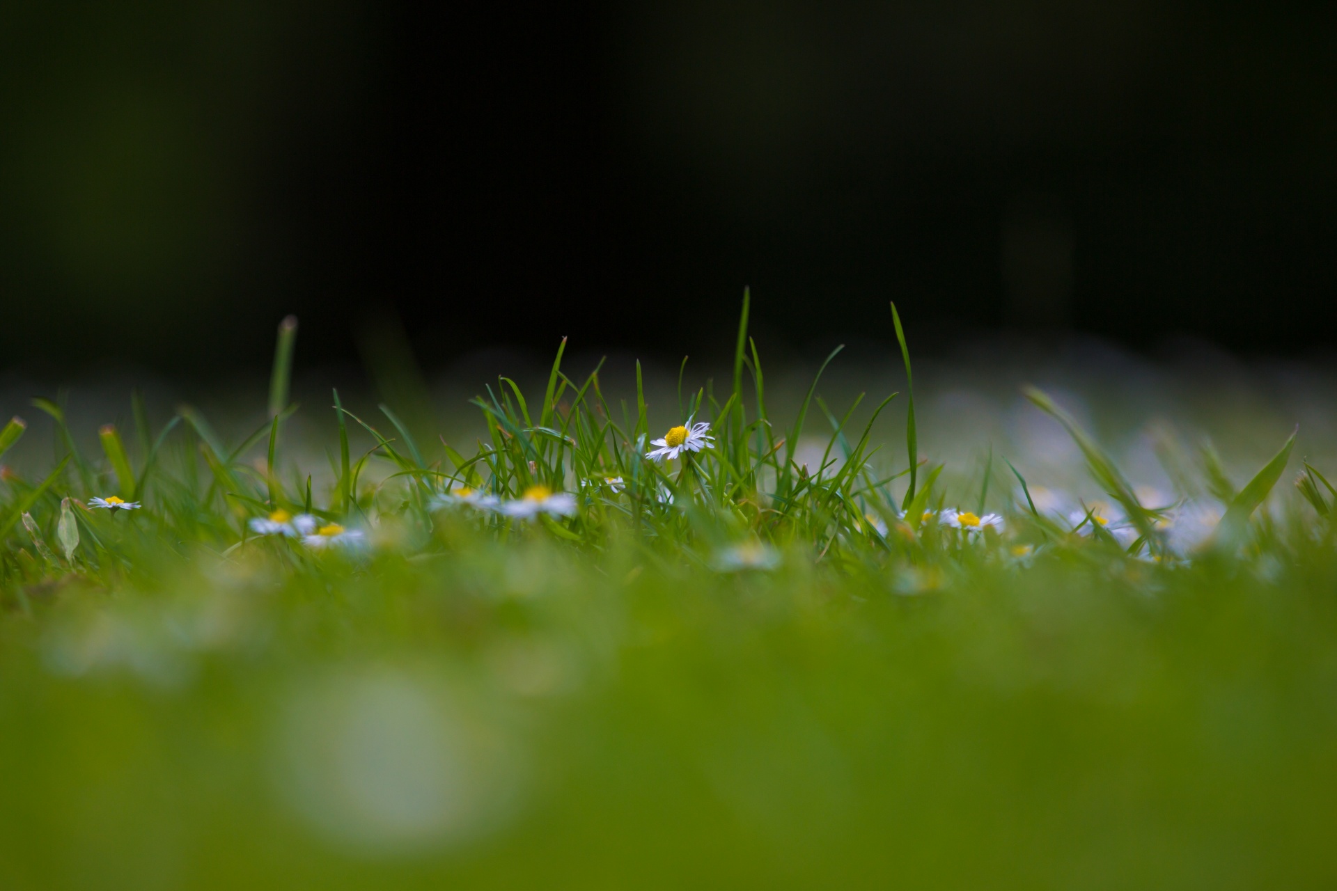 flowers flower flowering free photo