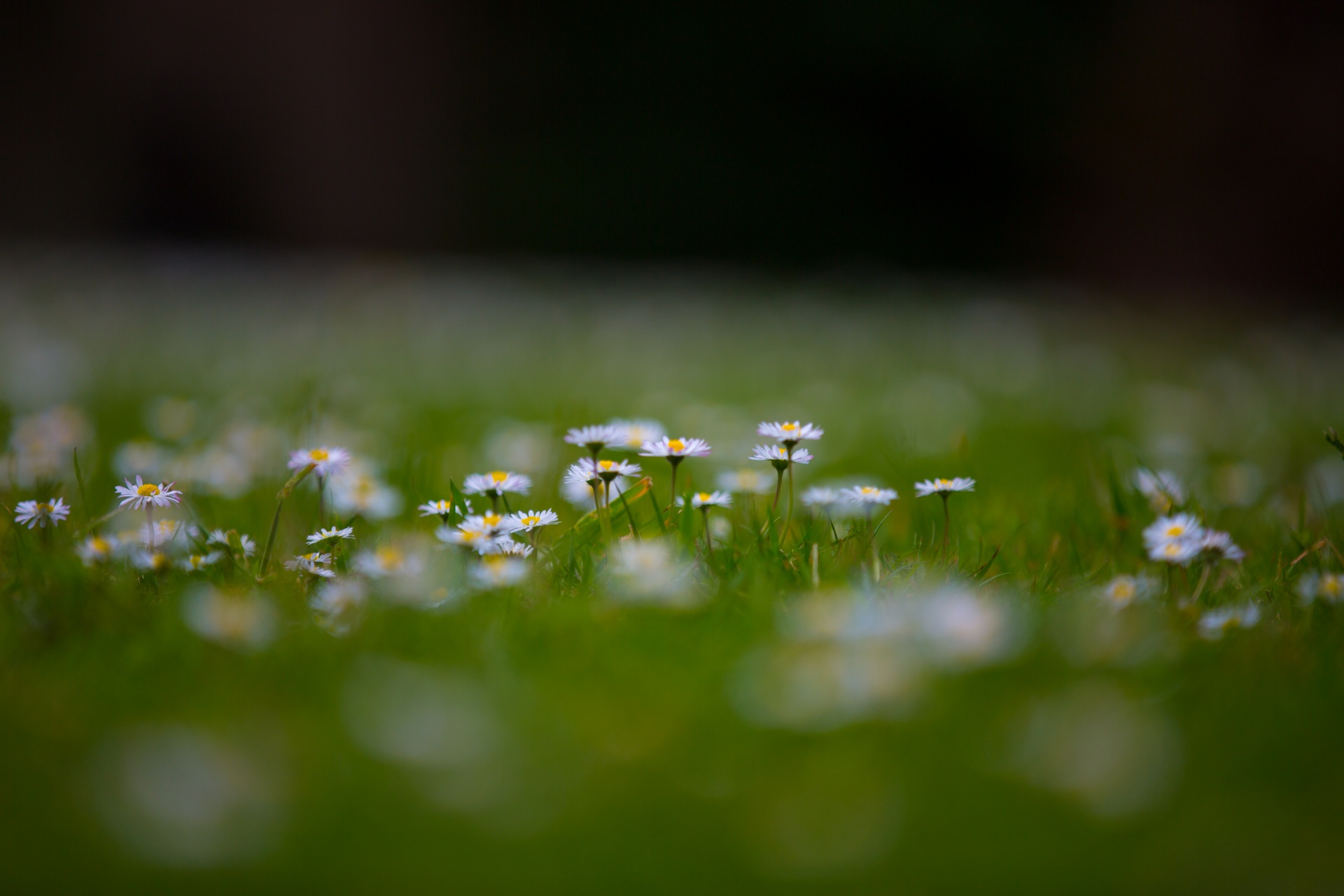 flowers flower flowering free photo