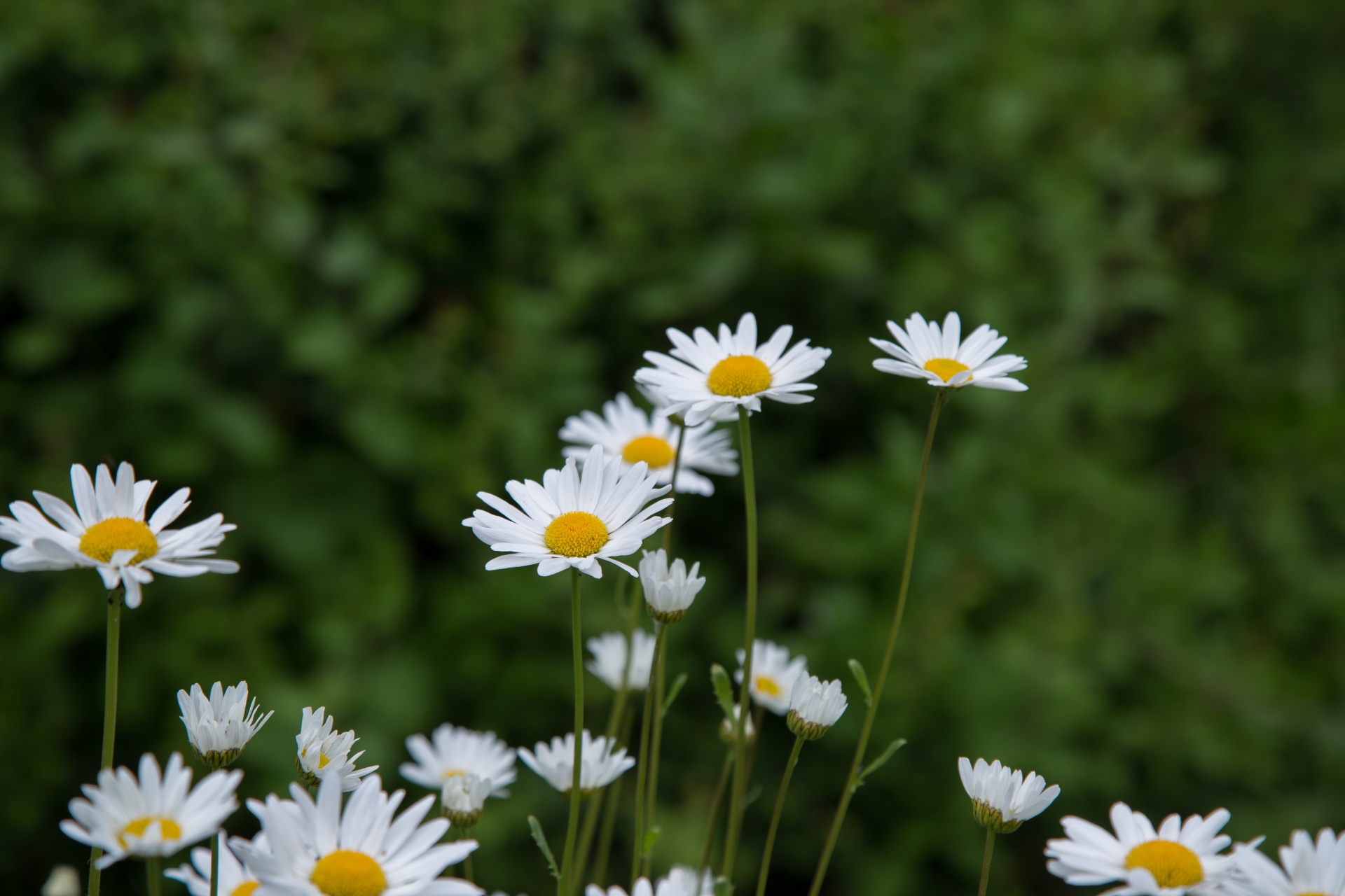 flowers flower flowering free photo