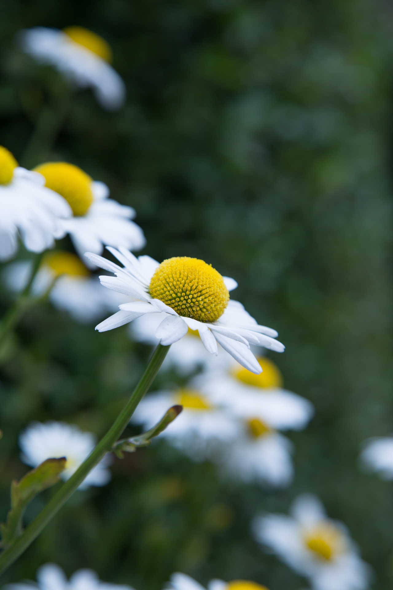 flowers flower flowering free photo