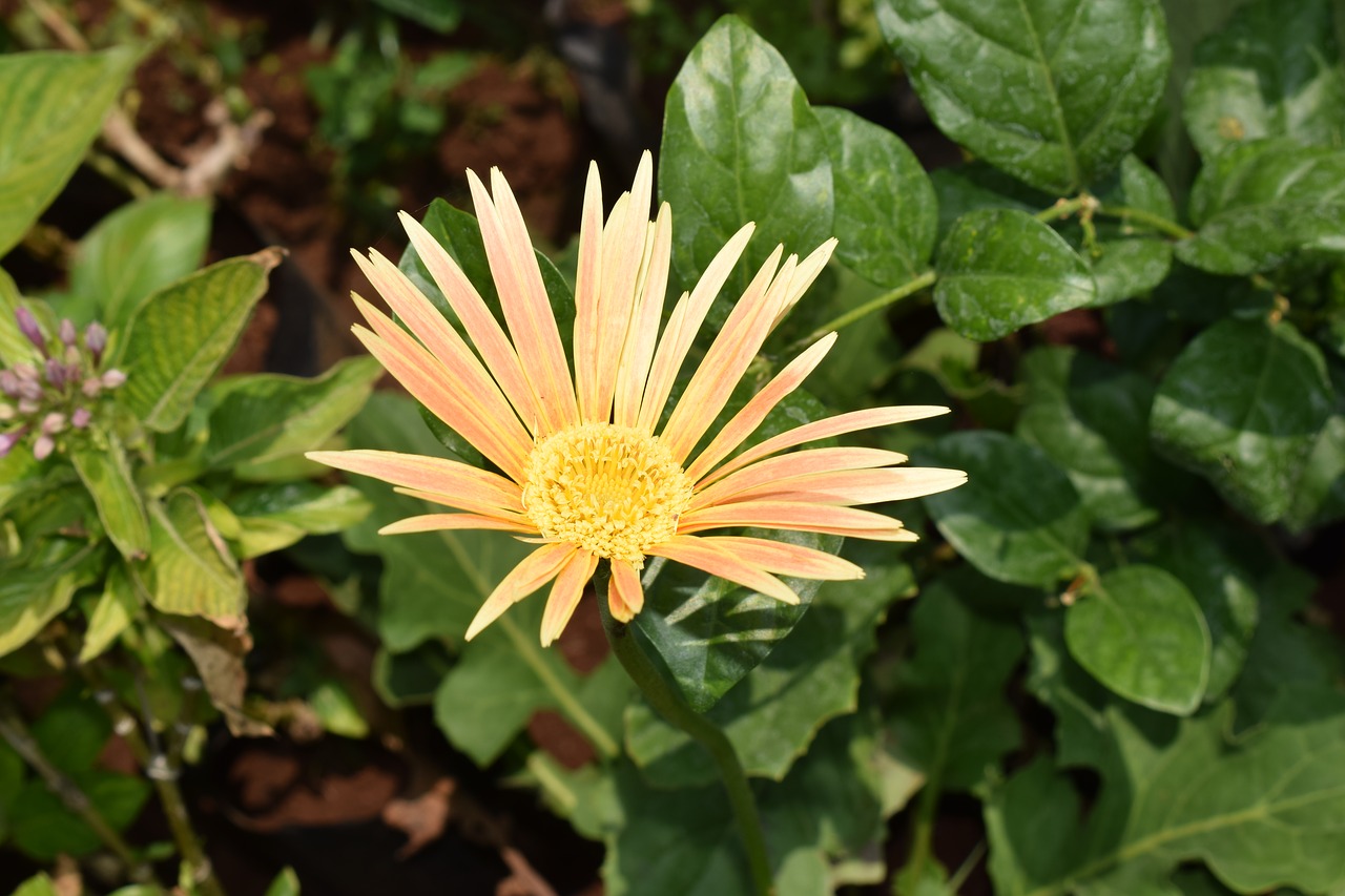 daisy flowers yellow summer meadow free photo