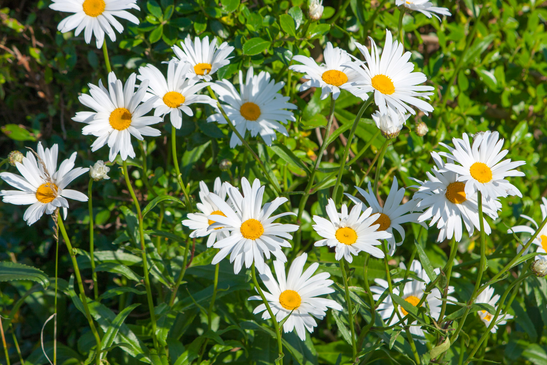 daisy daisies flowers free photo