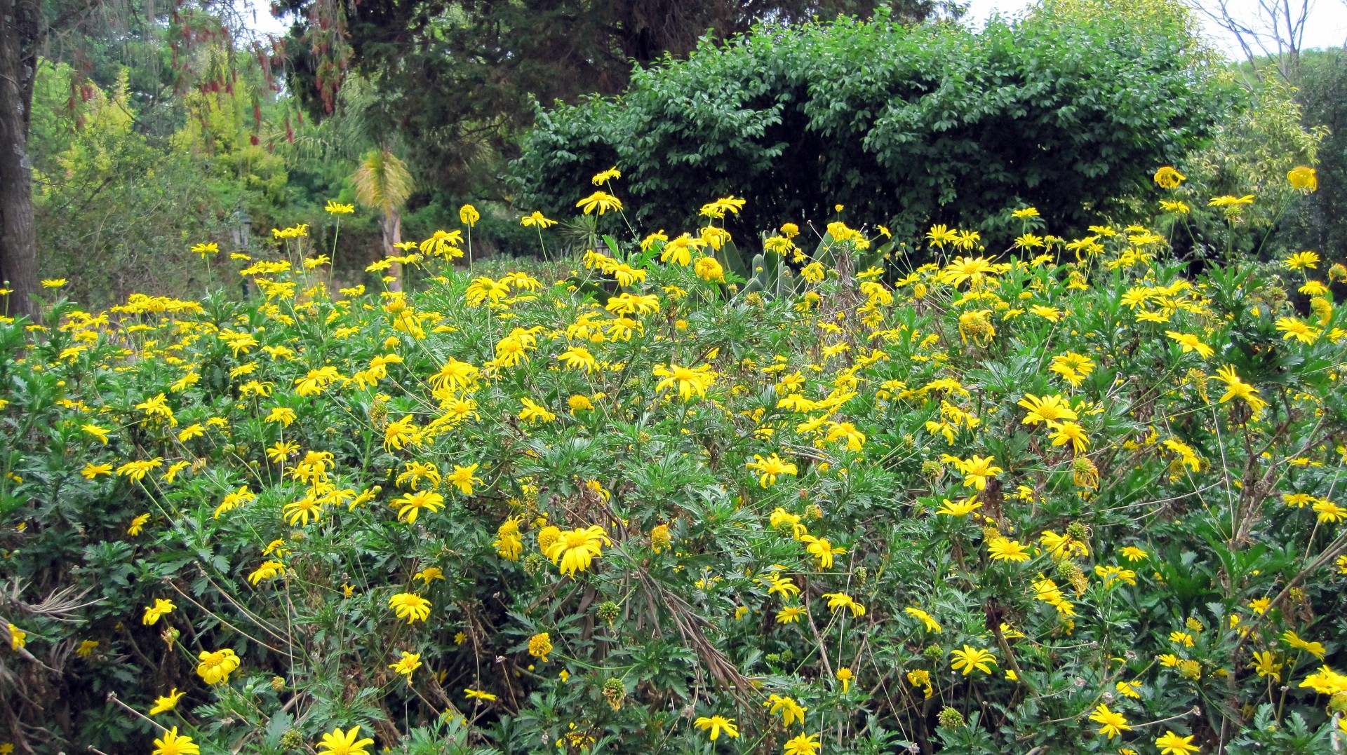 garden flowers yellow free photo