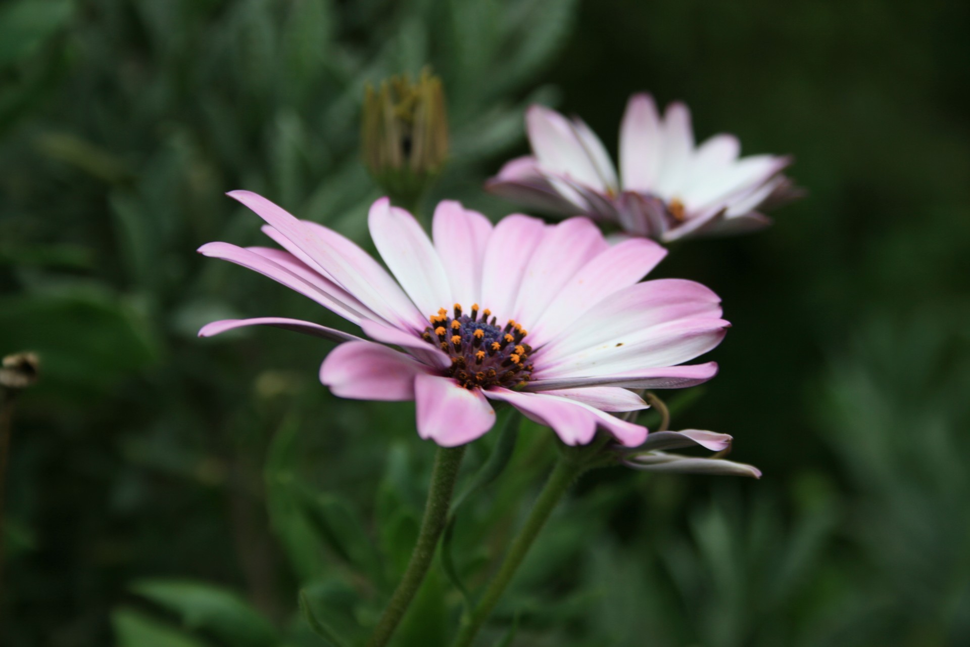 flower daisy pink free photo