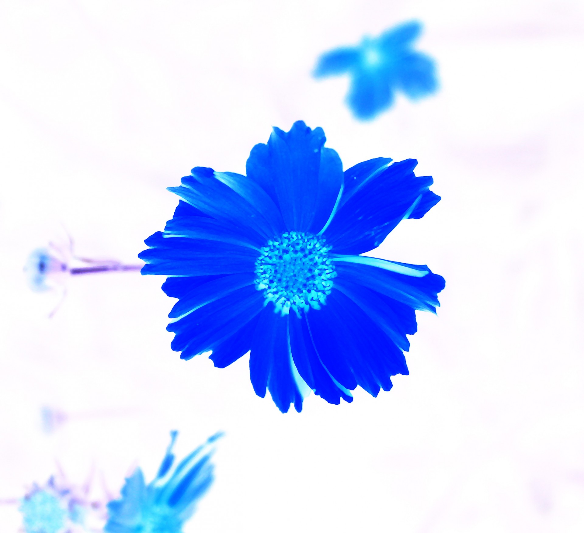 flower blue background free photo