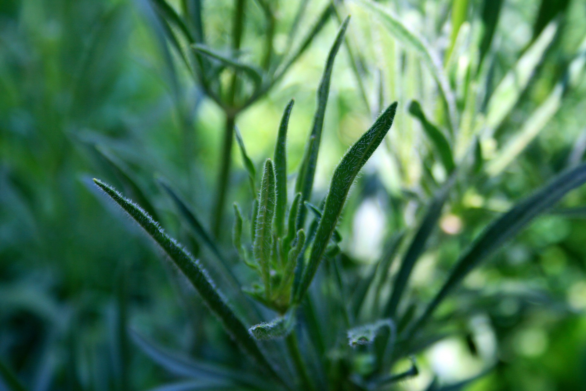 leaves green slender free photo