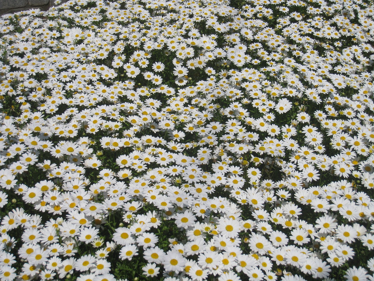 daisy margaret countless free photo