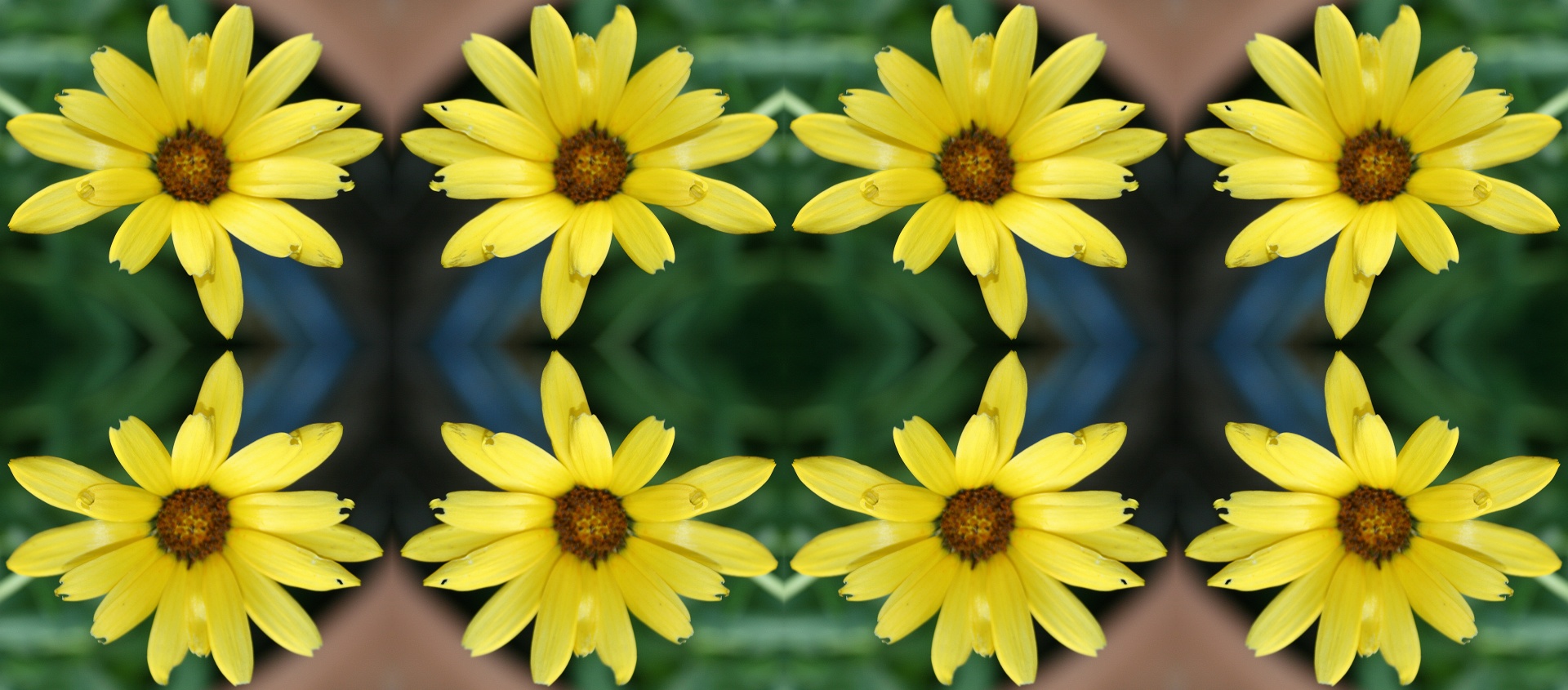 daisies row reflection free photo