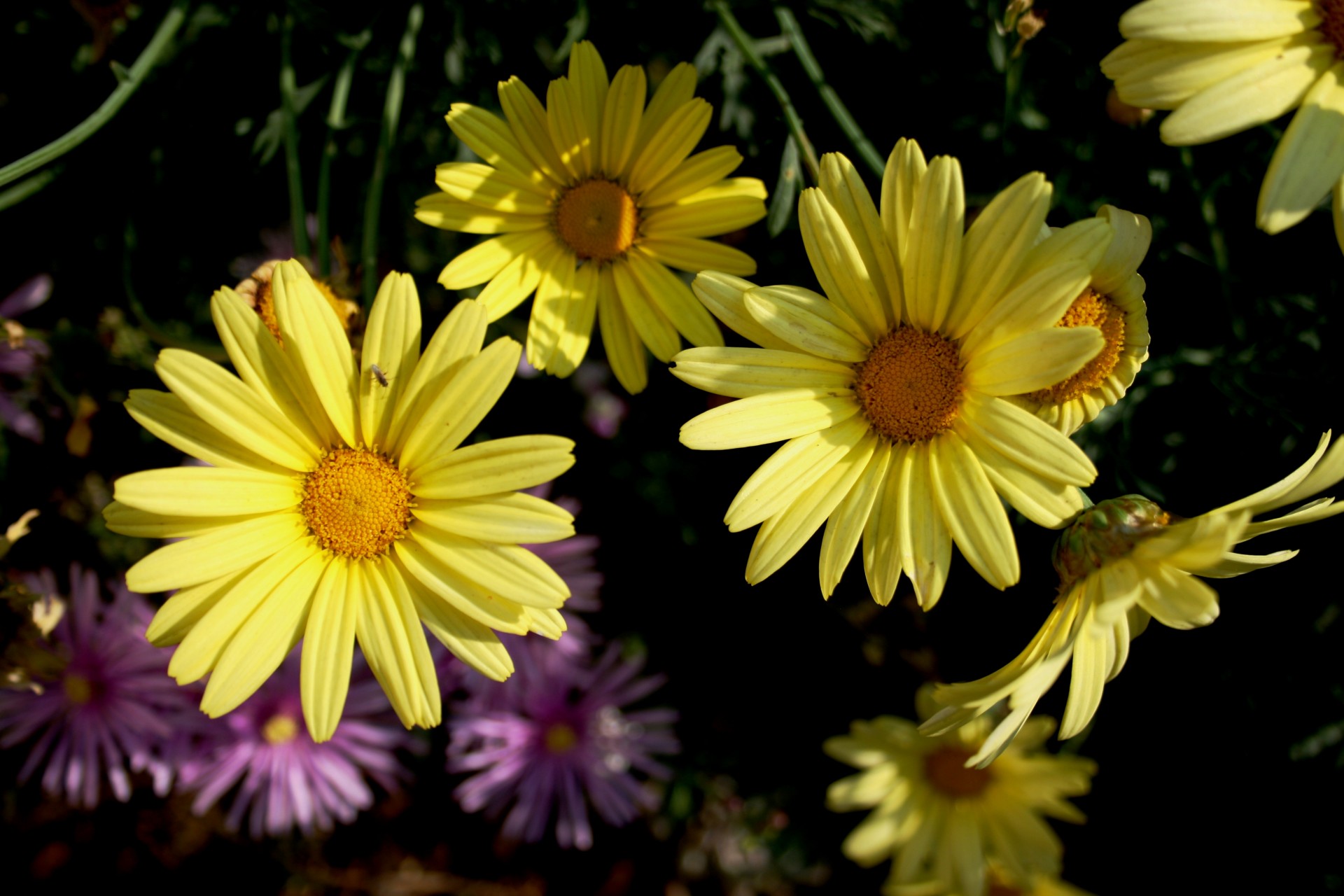 flowers daisies pale yellow free photo