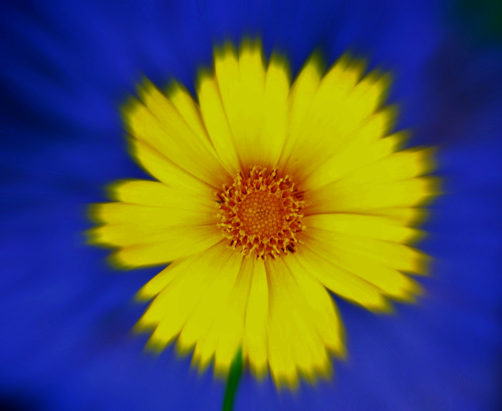 flower yellow blur free photo